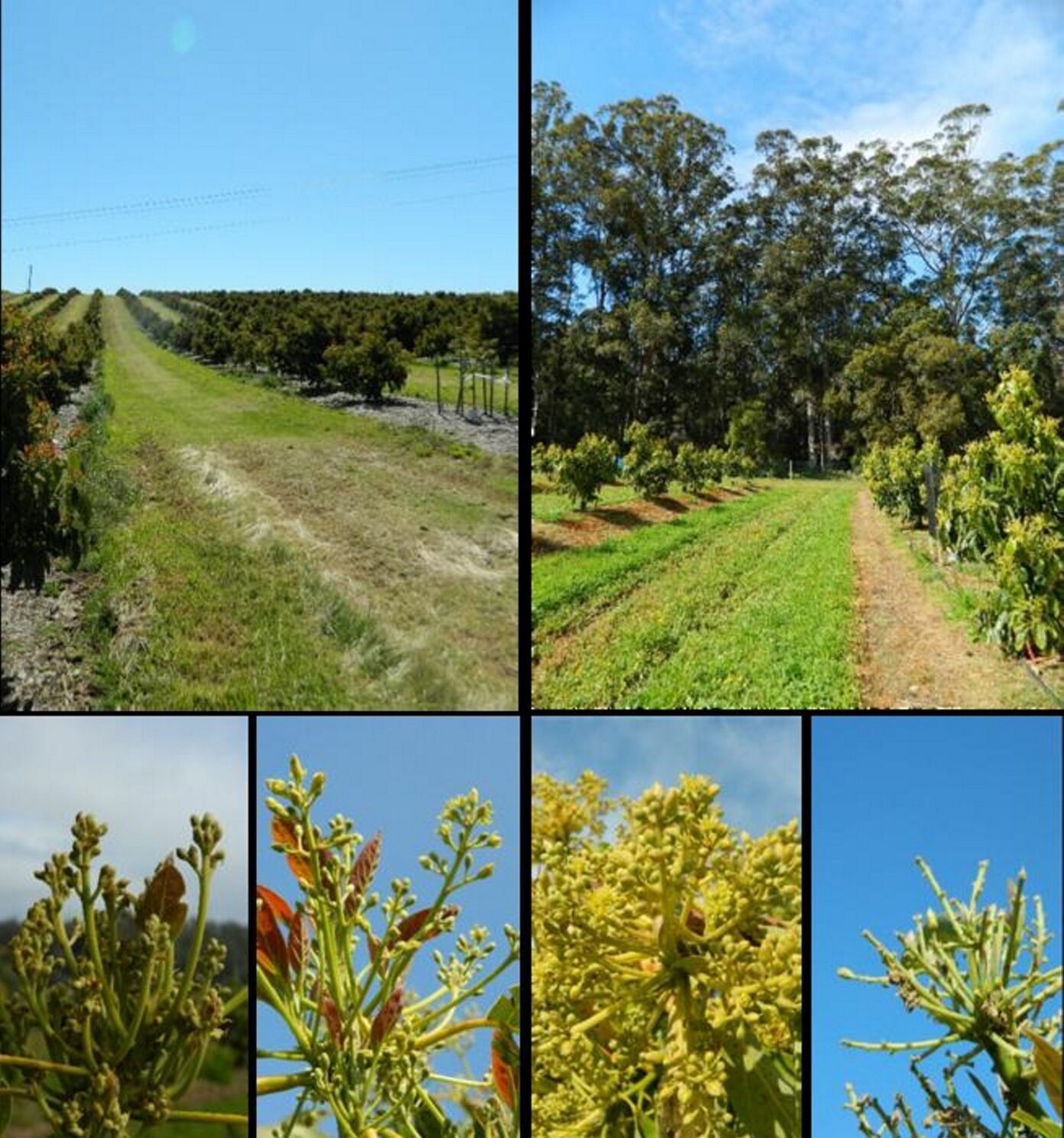Avocado “may be off the menu if native vegetation doesn’t survive alongside crops”